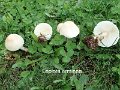 Lepiota erminea-amf1172-1